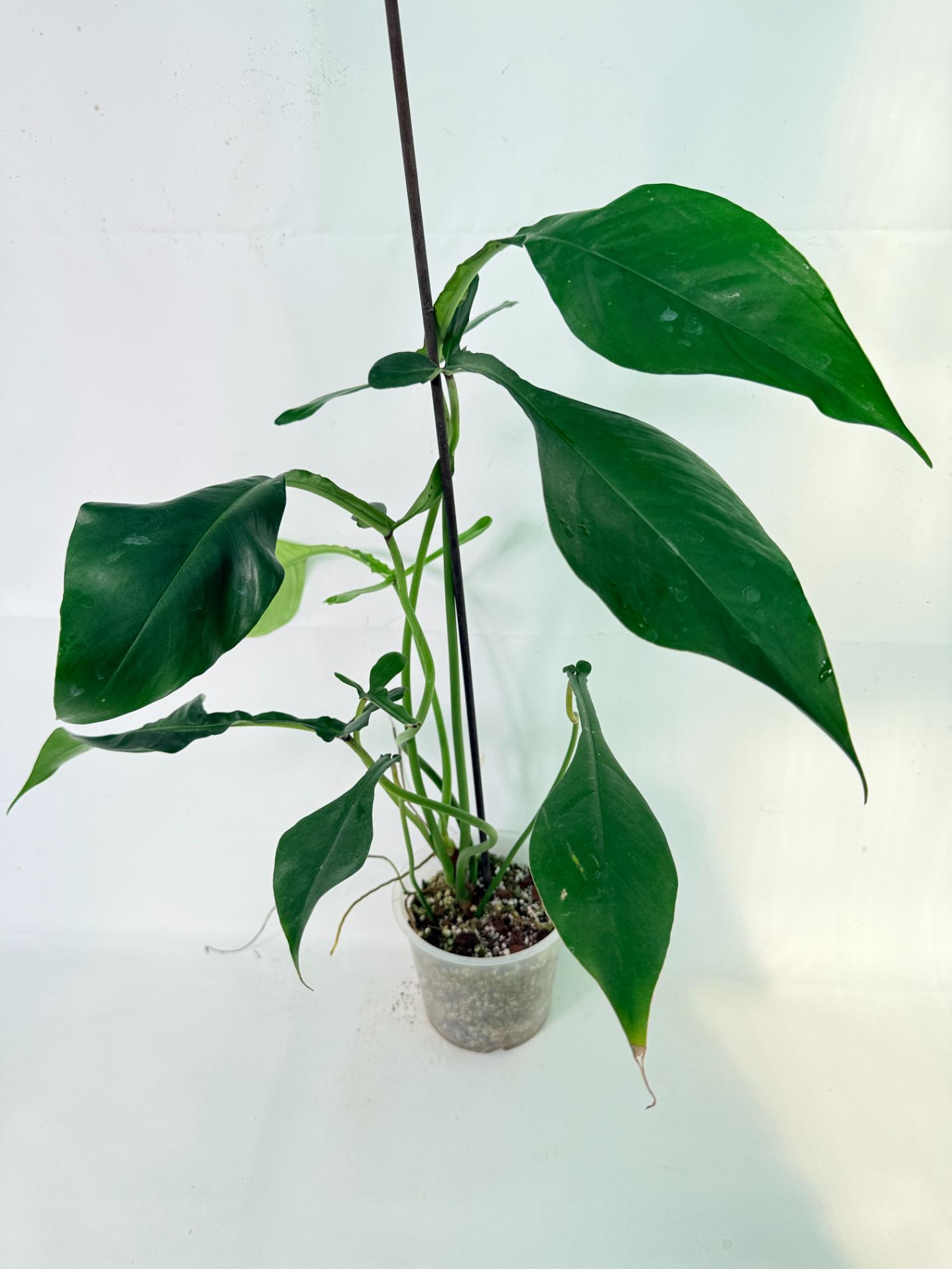 Philodendron Joepii  XL 01