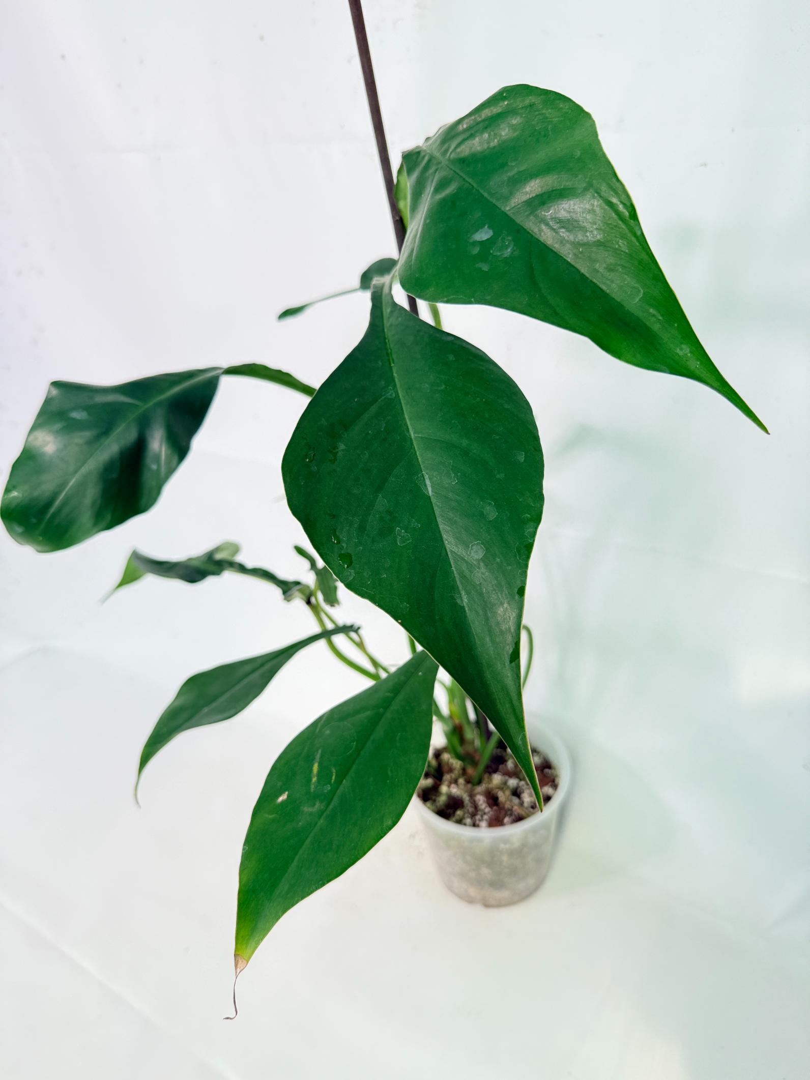 Philodendron Joepii  XL 03