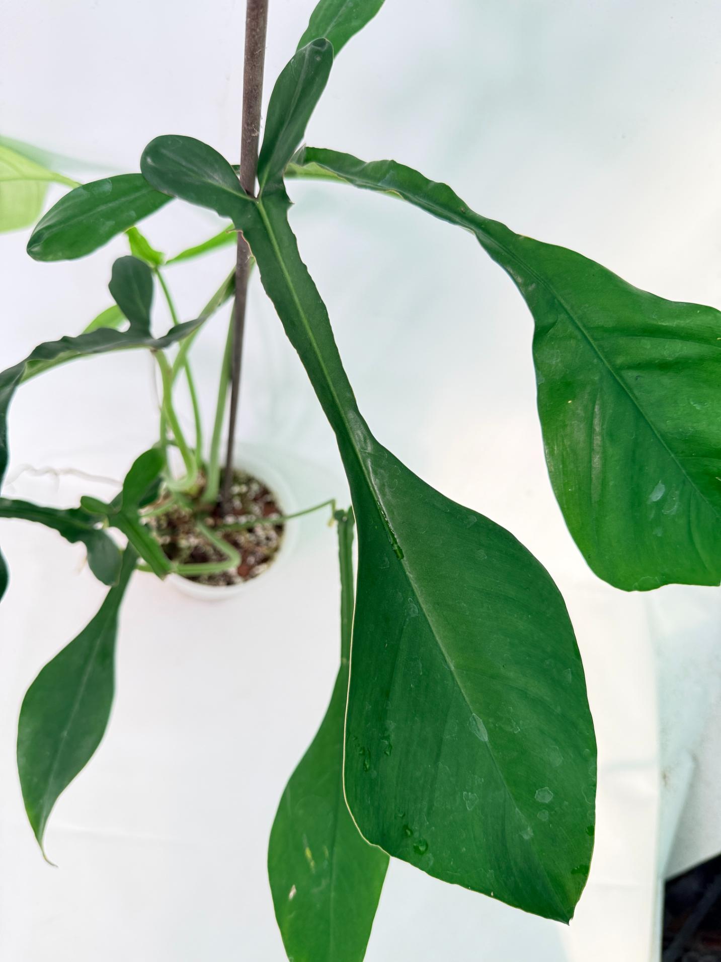 Philodendron Joepii  XL 03