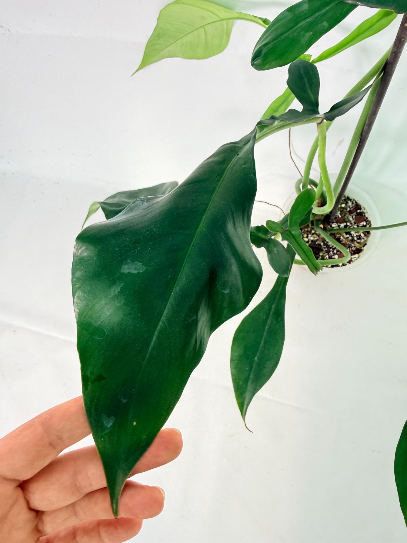 Philodendron Joepii  XL 05