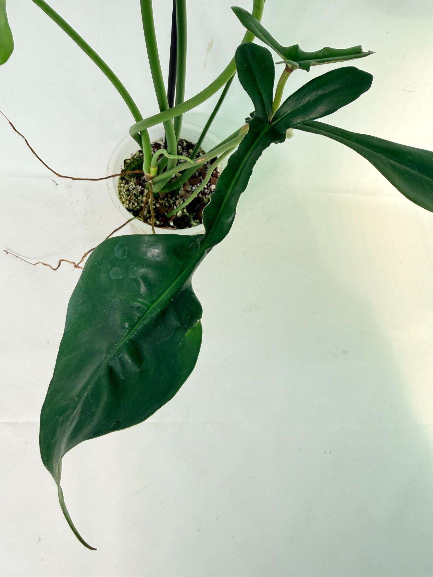 Philodendron Joepii  XL 06