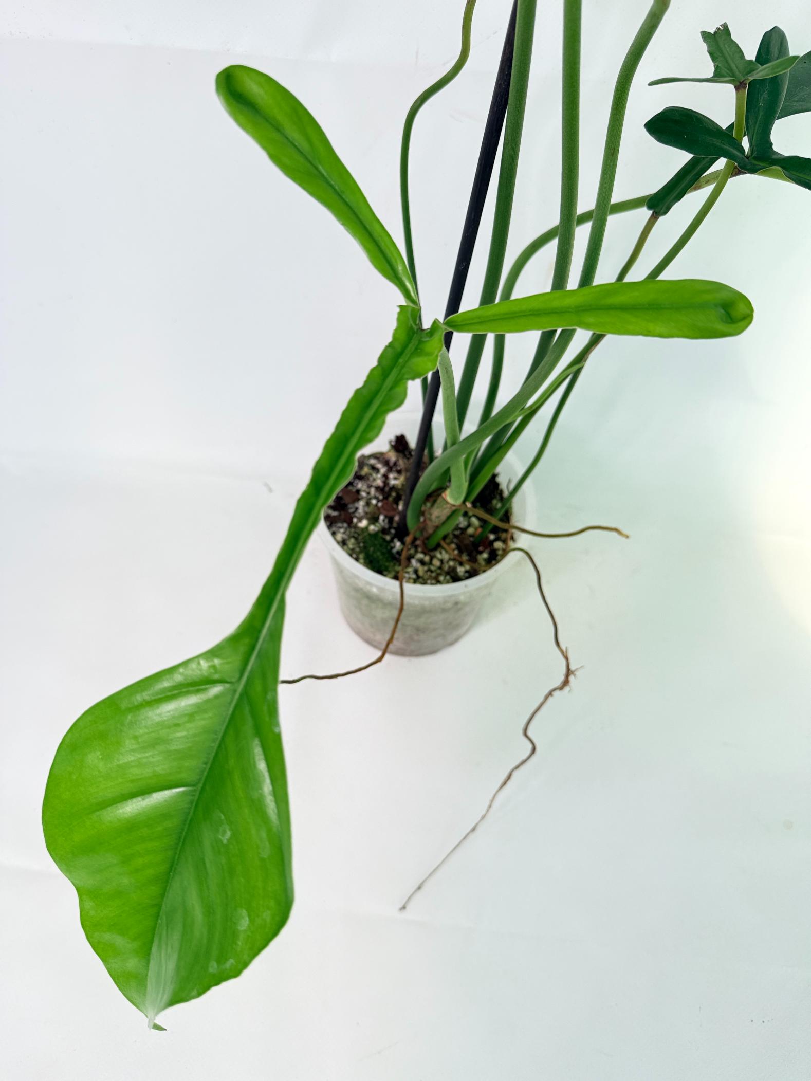 Philodendron Joepii  XL 07