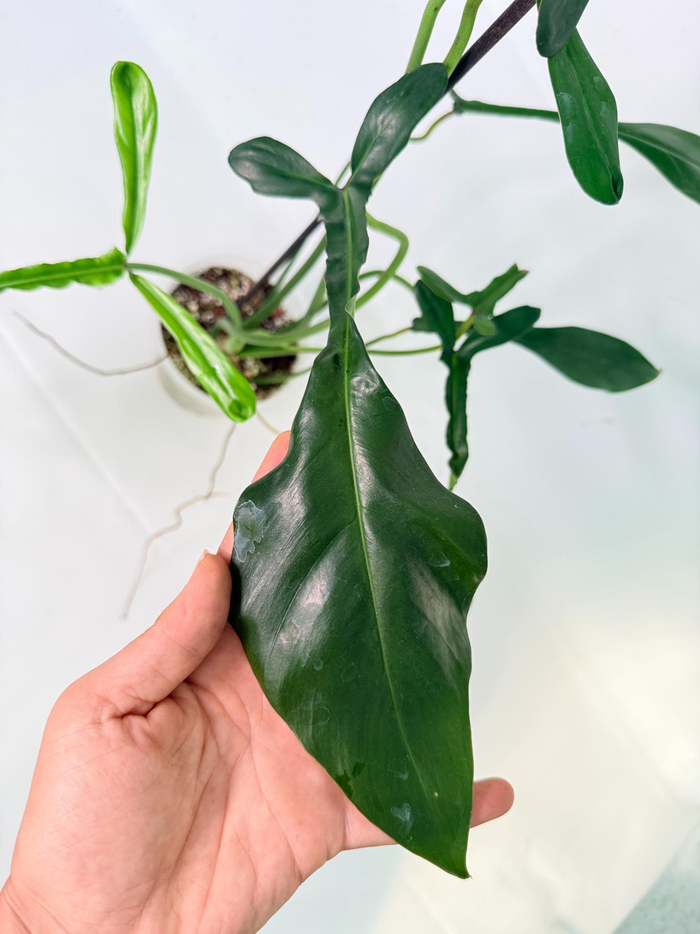Philodendron Joepii  XL 08