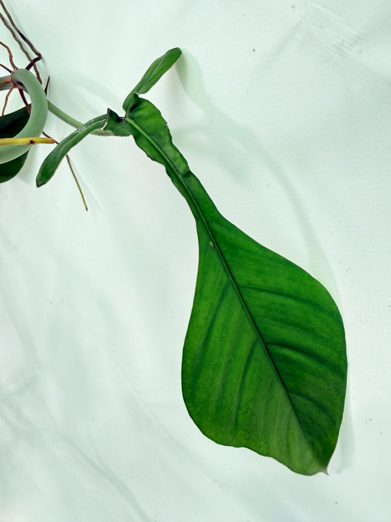 Philodendron Joepii  XL 2