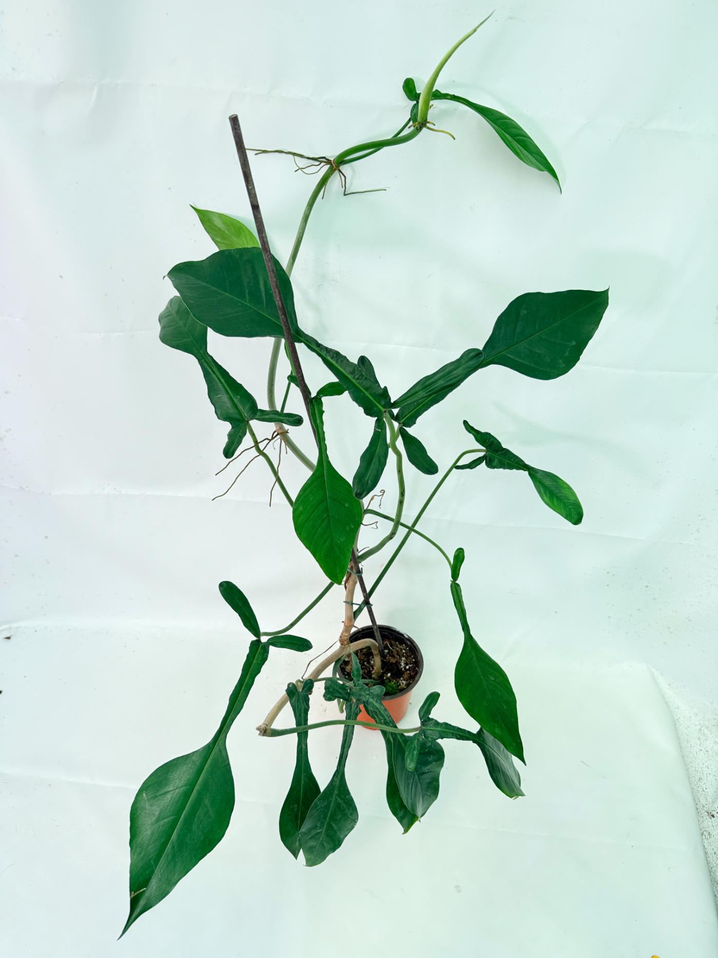 Philodendron Joepii  XL 10