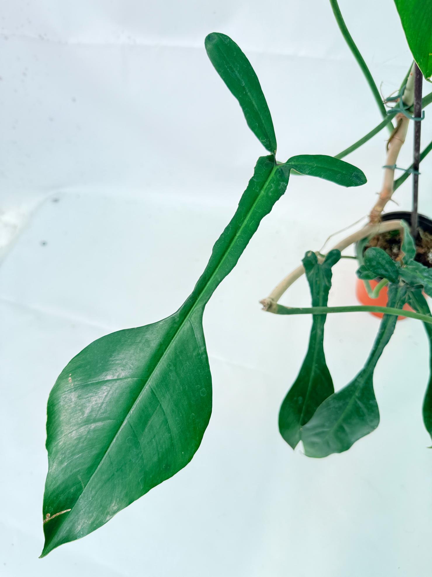 Philodendron Joepii  XL 9