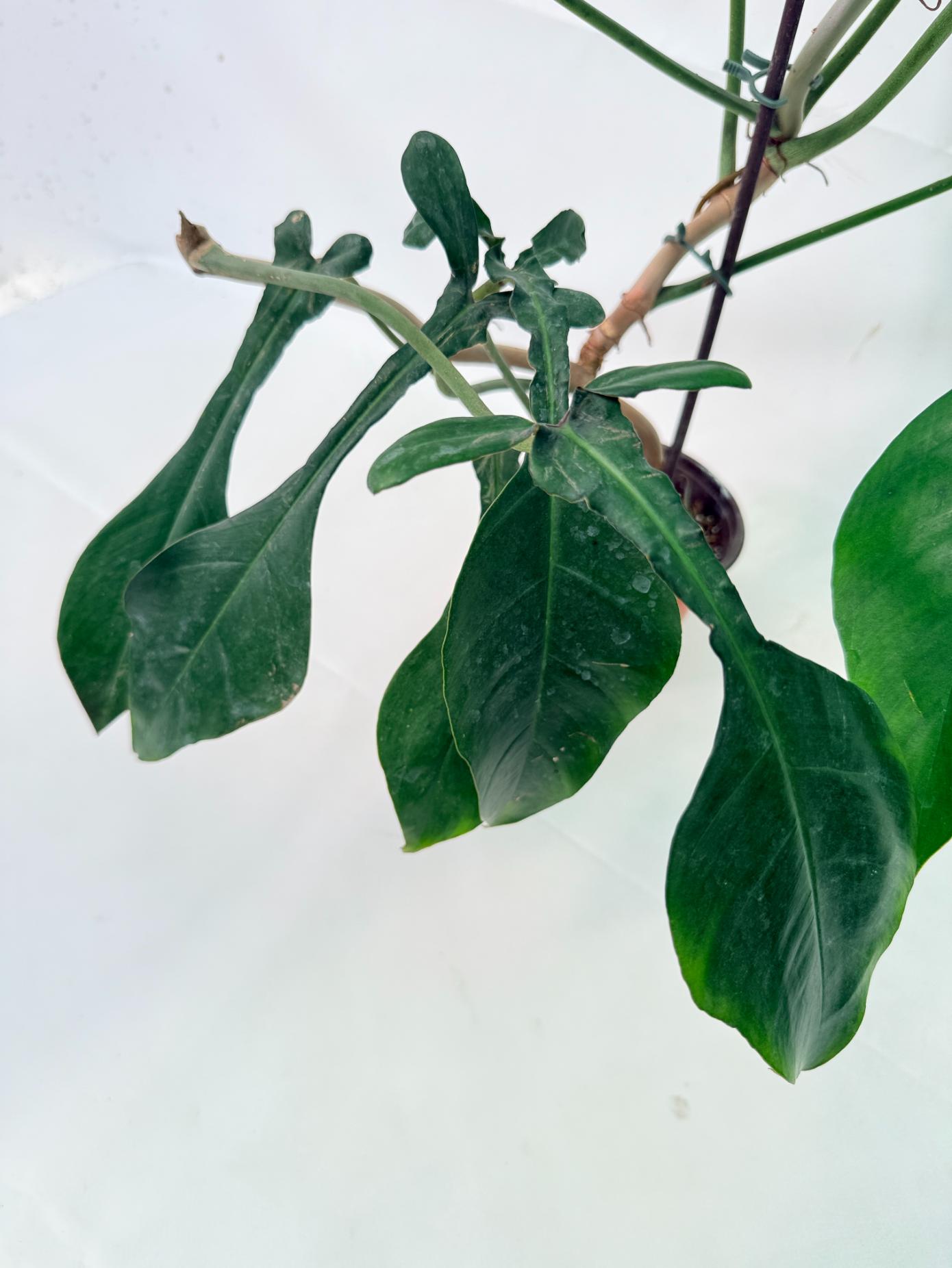 Philodendron Joepii  XL 8