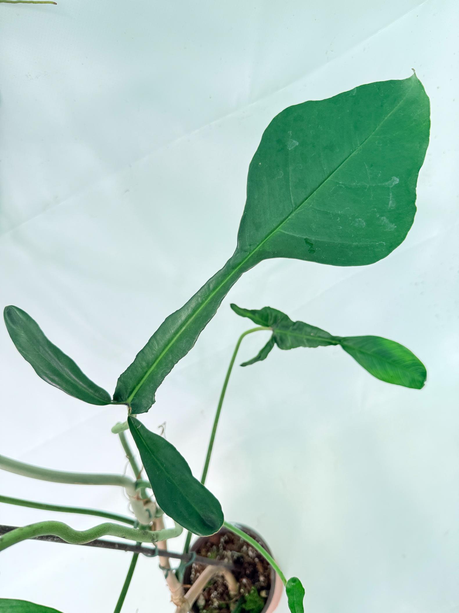 Philodendron Joepii  XL 11
