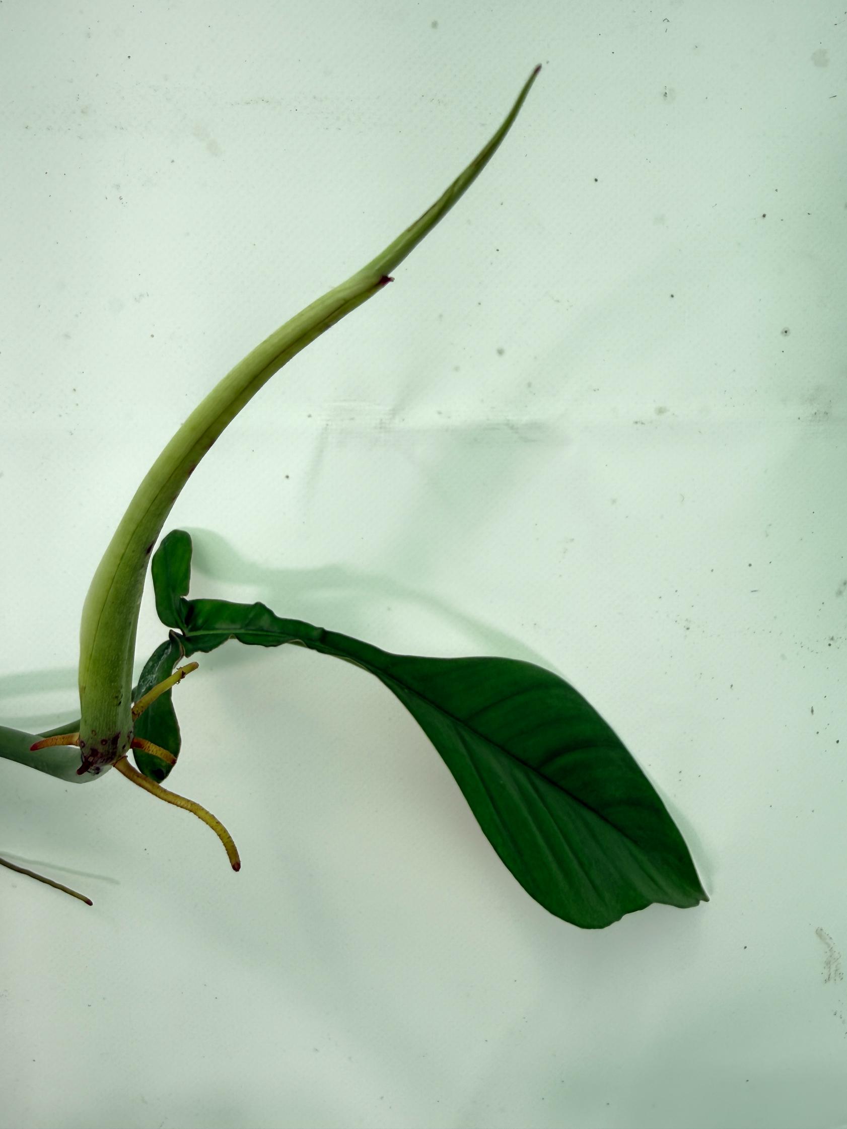 Philodendron Joepii  XL 12