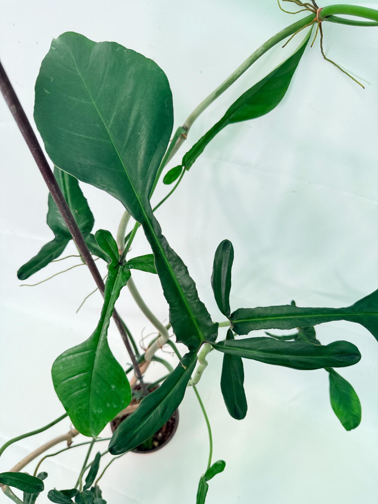 Philodendron Joepii  XL 4