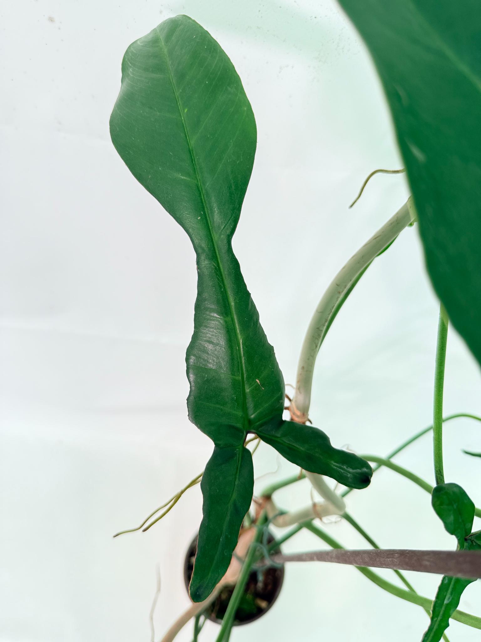 Philodendron Joepii  XL 6