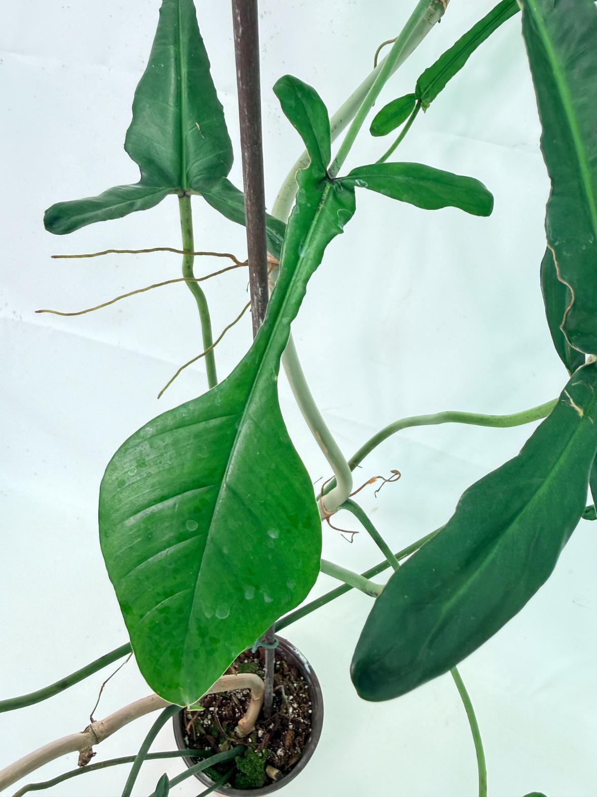 Philodendron Joepii  XL 7
