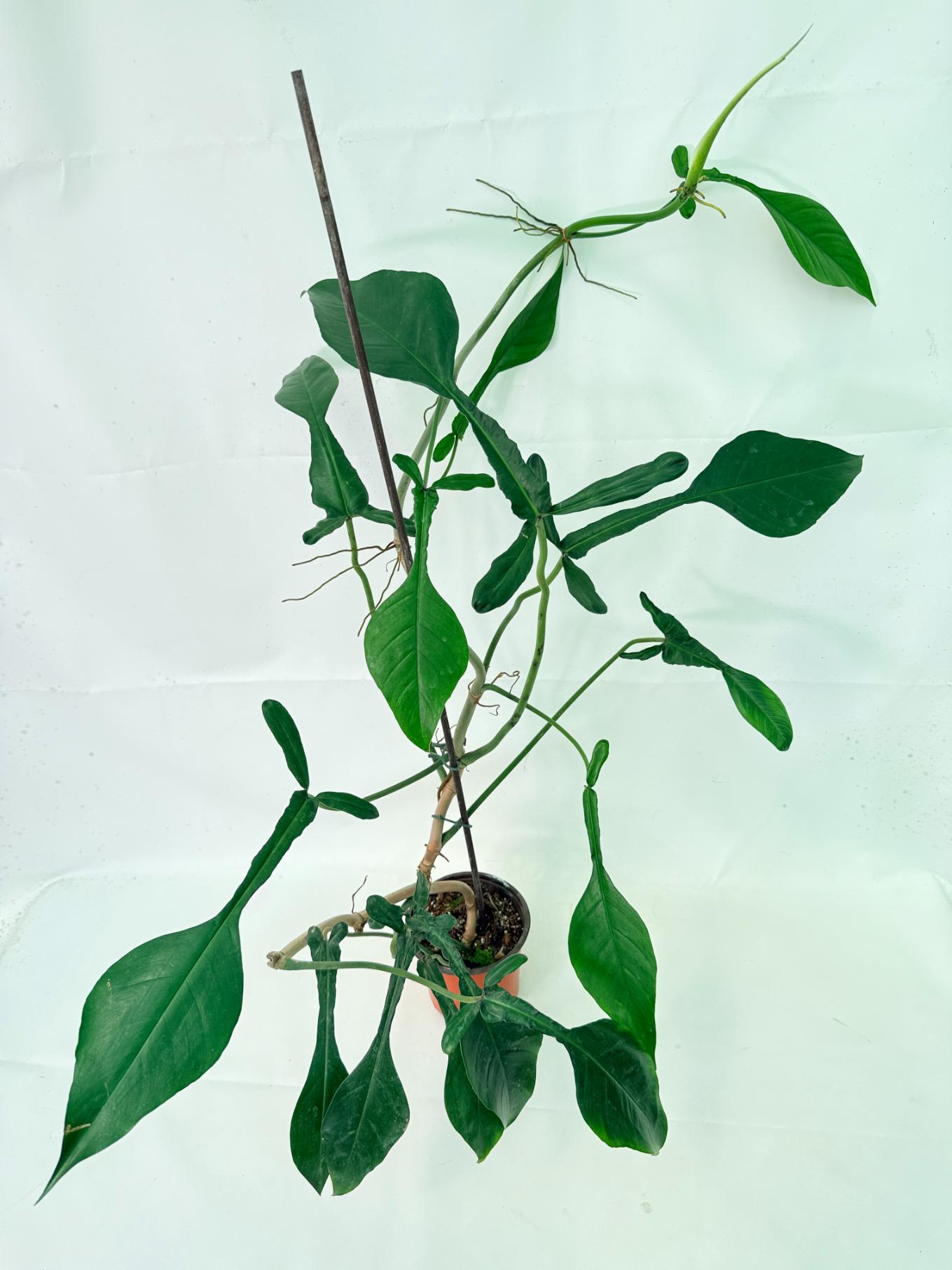 Philodendron Joepii  XL 3