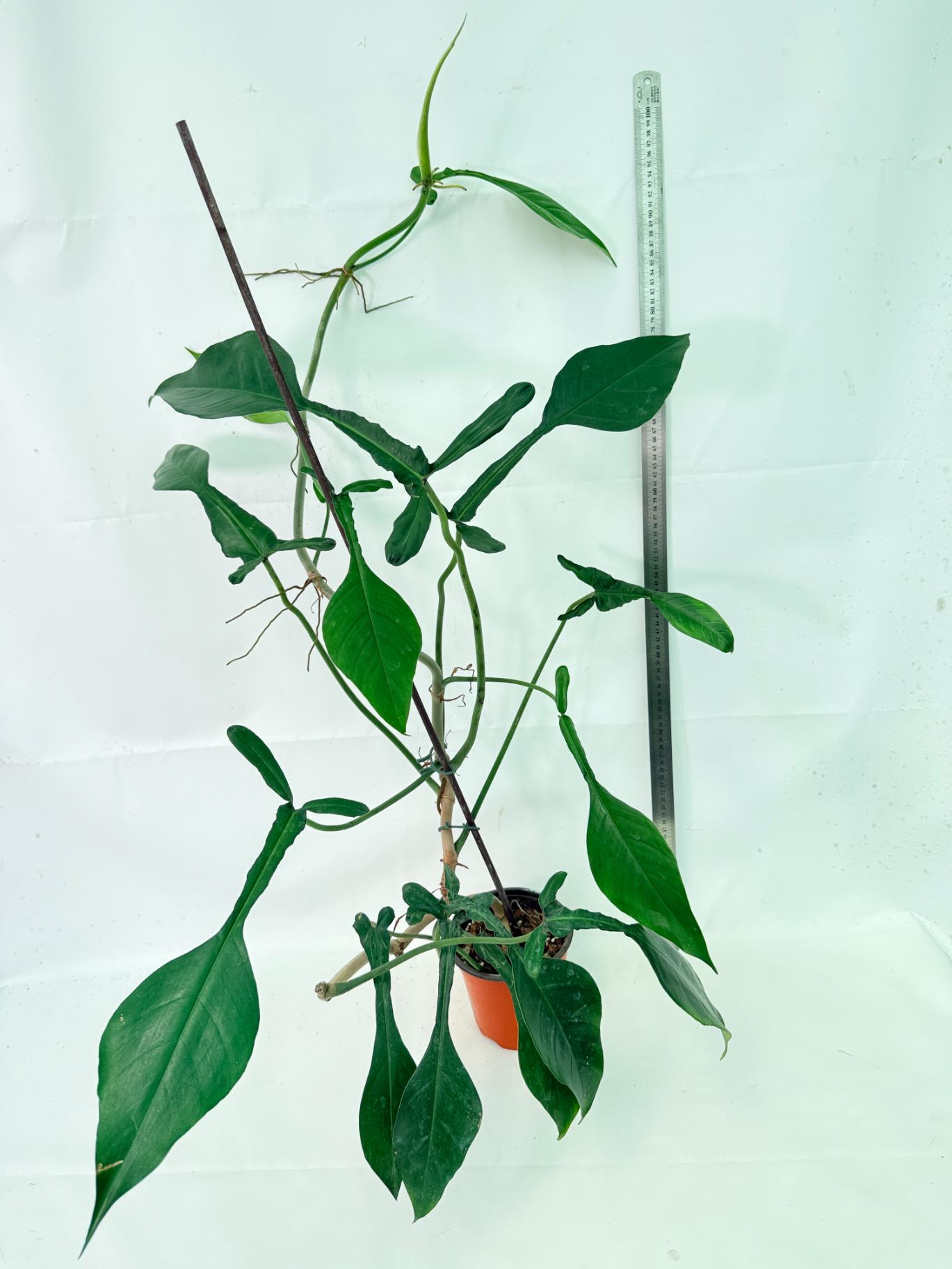 Philodendron Joepii  XL 5