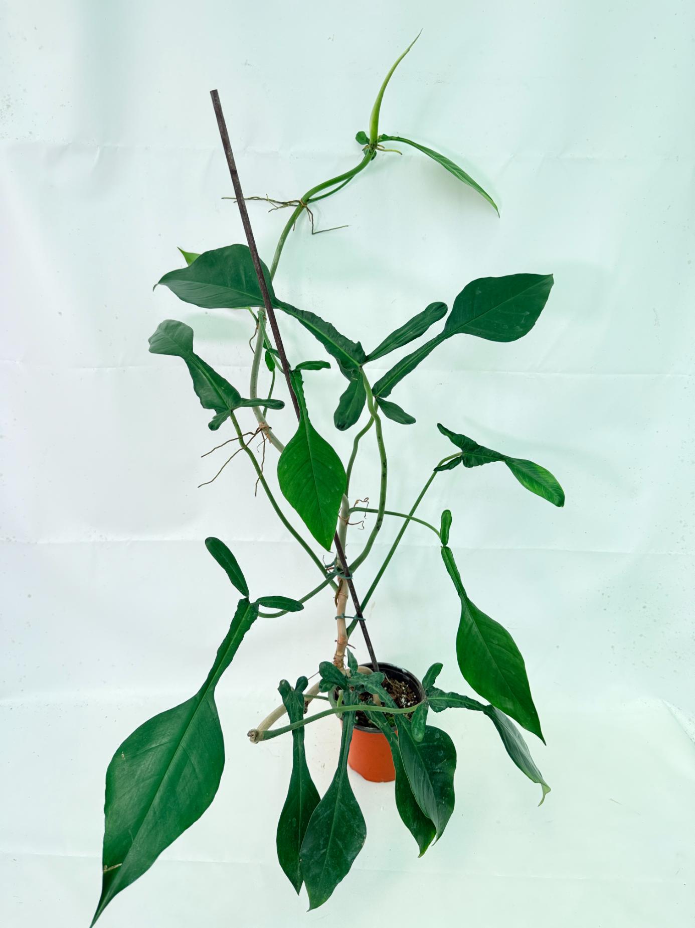 Philodendron Joepii  XL 1