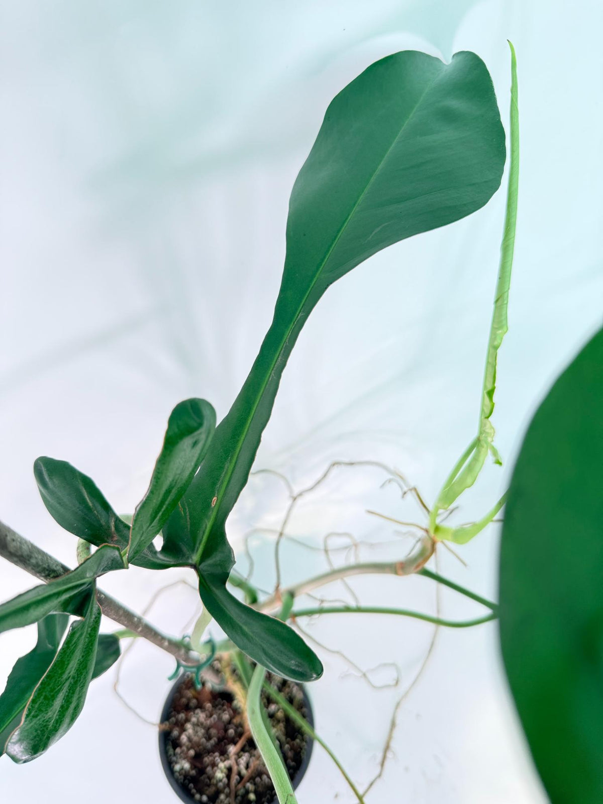 Philodendron Joepii  XL 08