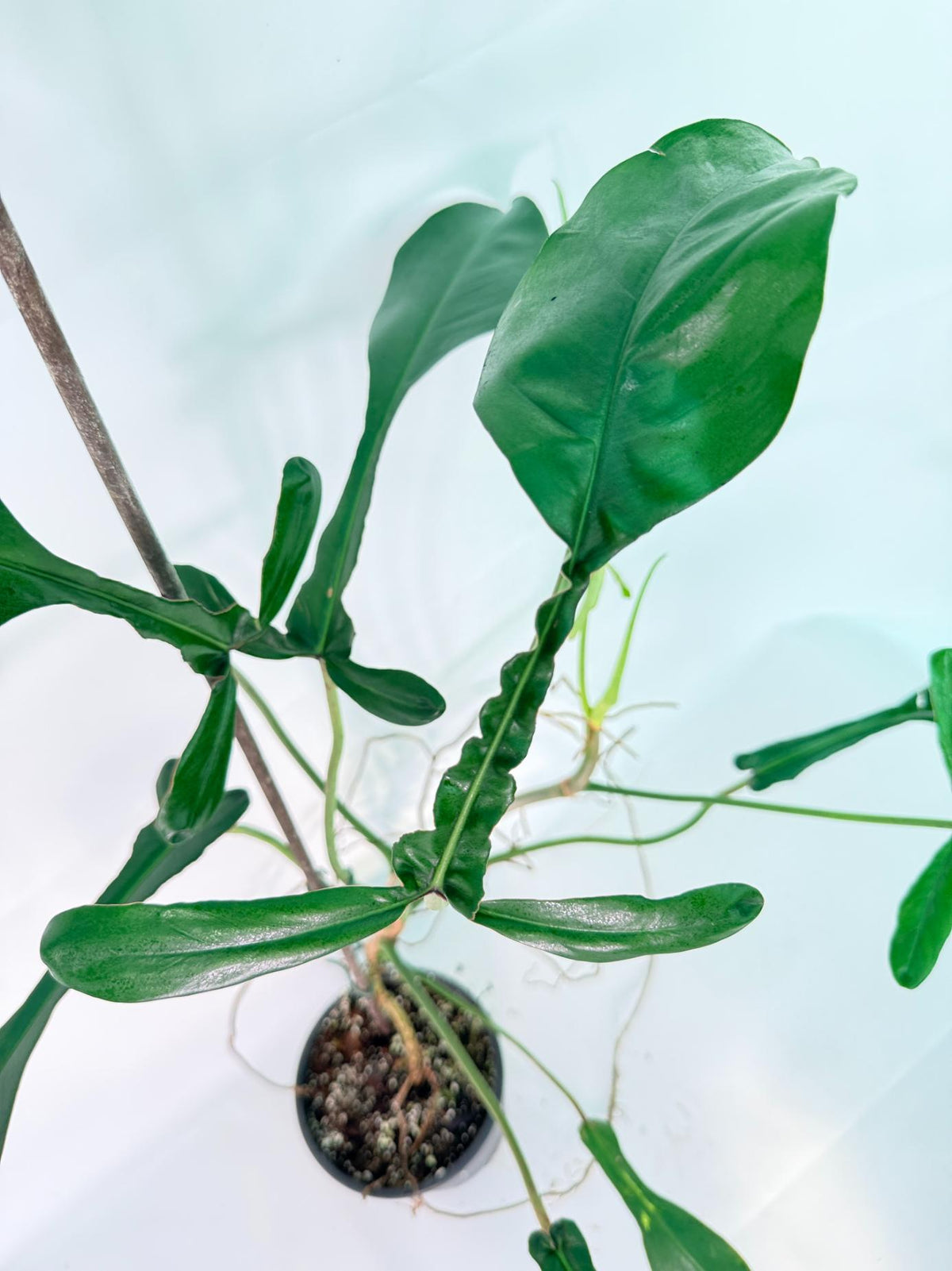 Philodendron Joepii  XL 09