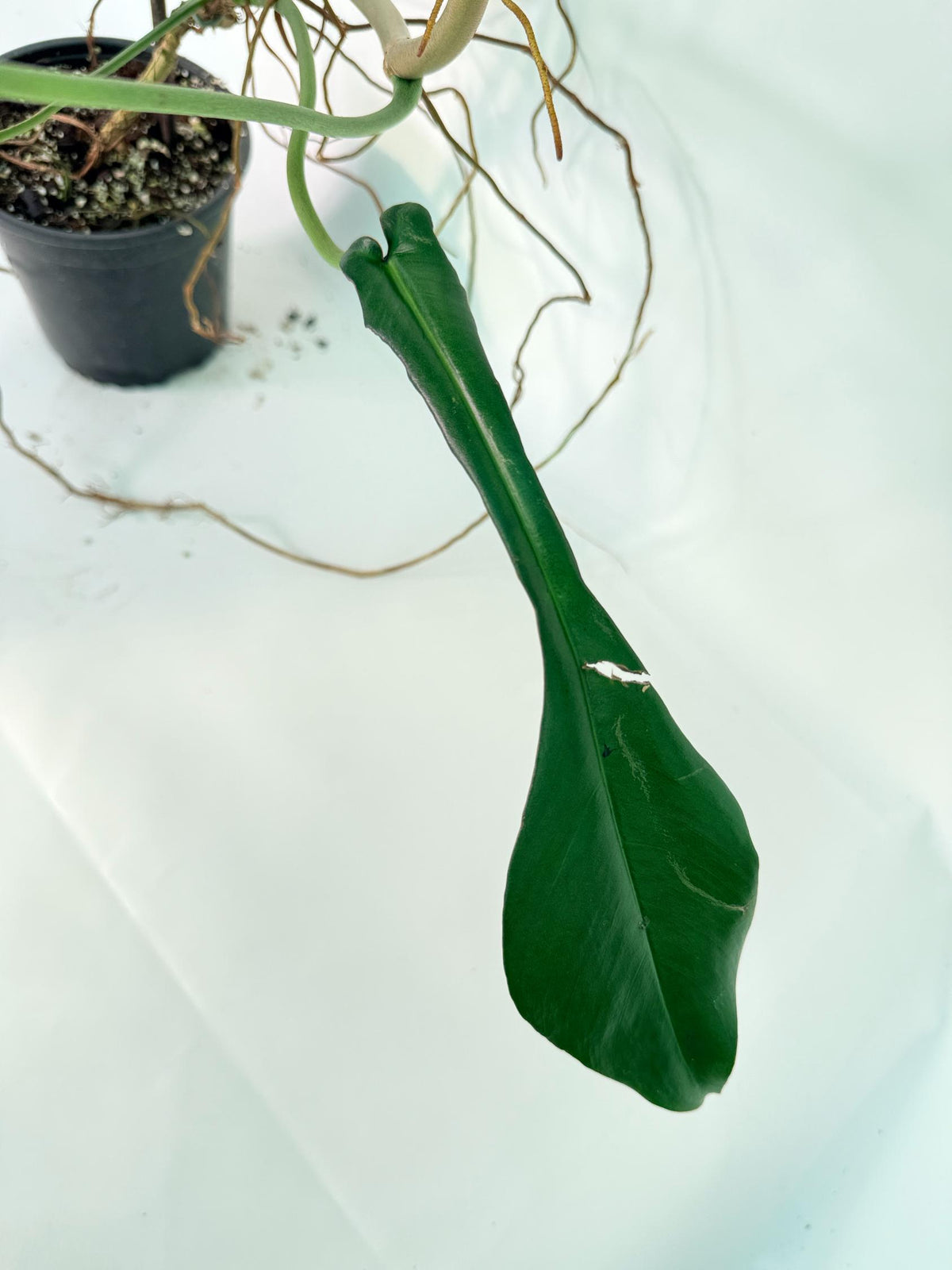 Philodendron Joepii  XL 10