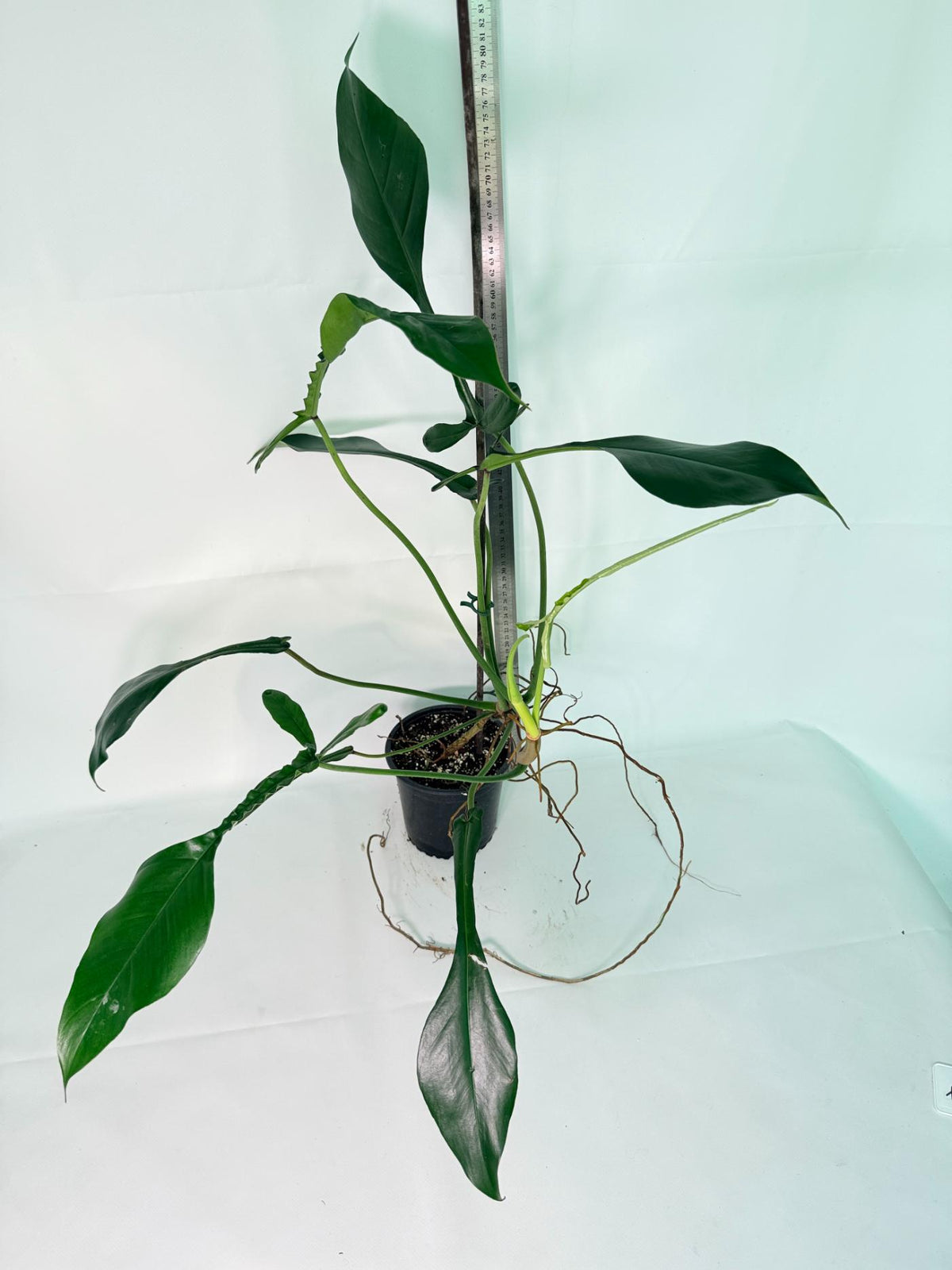 Philodendron Joepii  XL 11