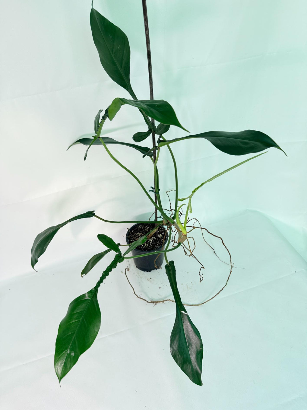 Philodendron Joepii  XL 01