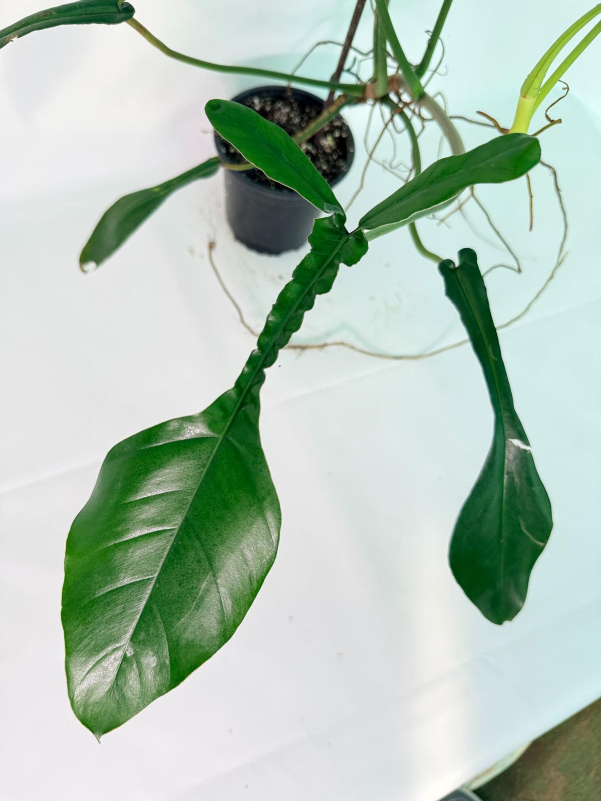 Philodendron Joepii  XL 02
