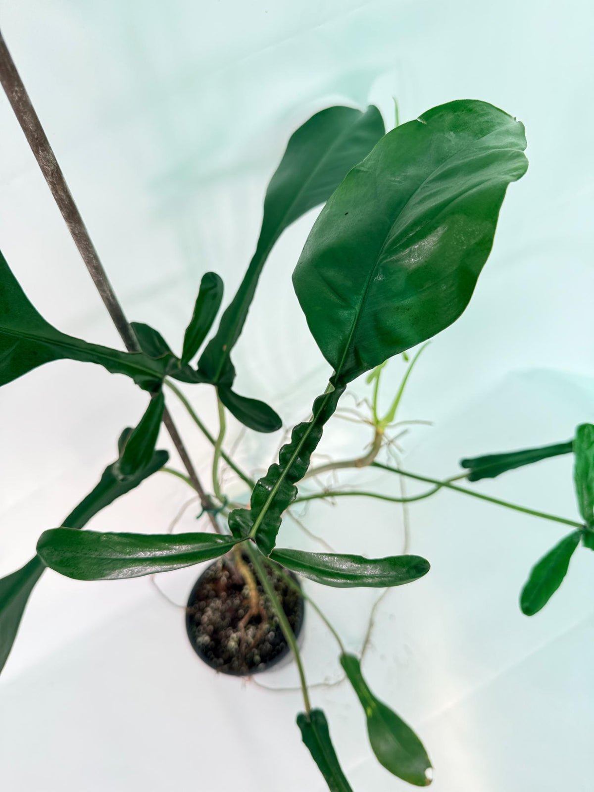 Philodendron Joepii  XL 03