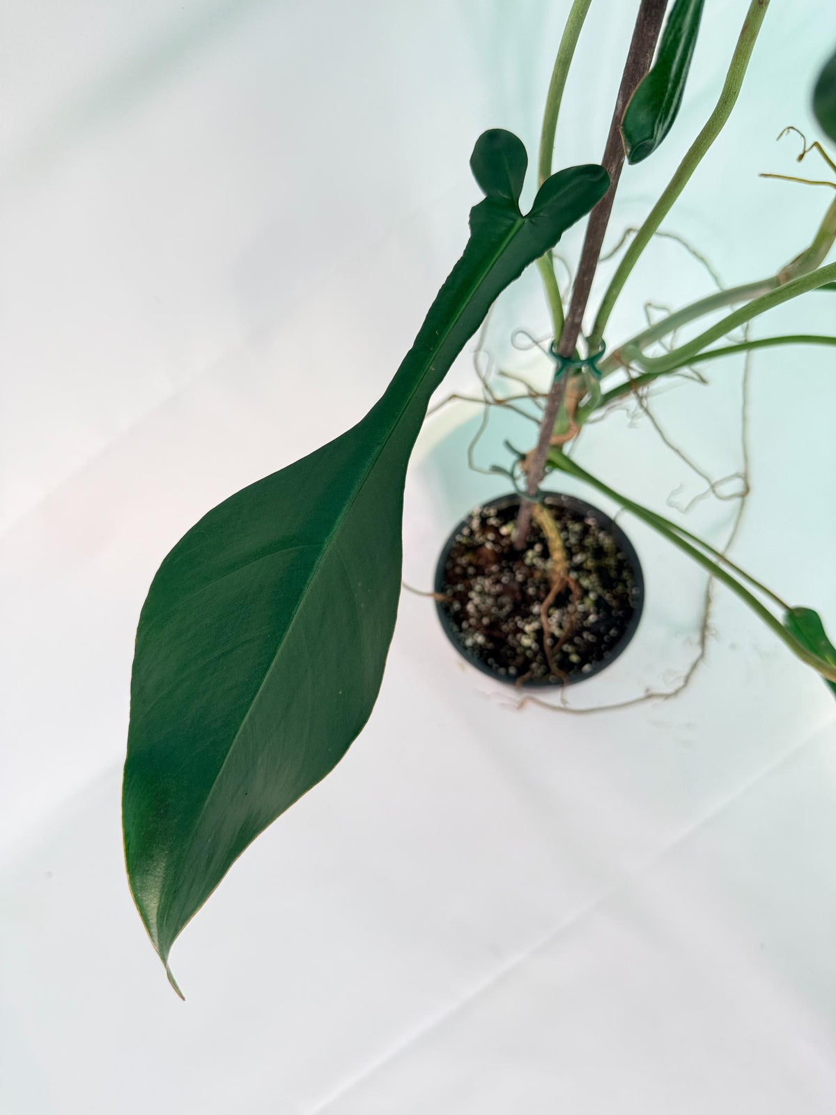 Philodendron Joepii  XL 04