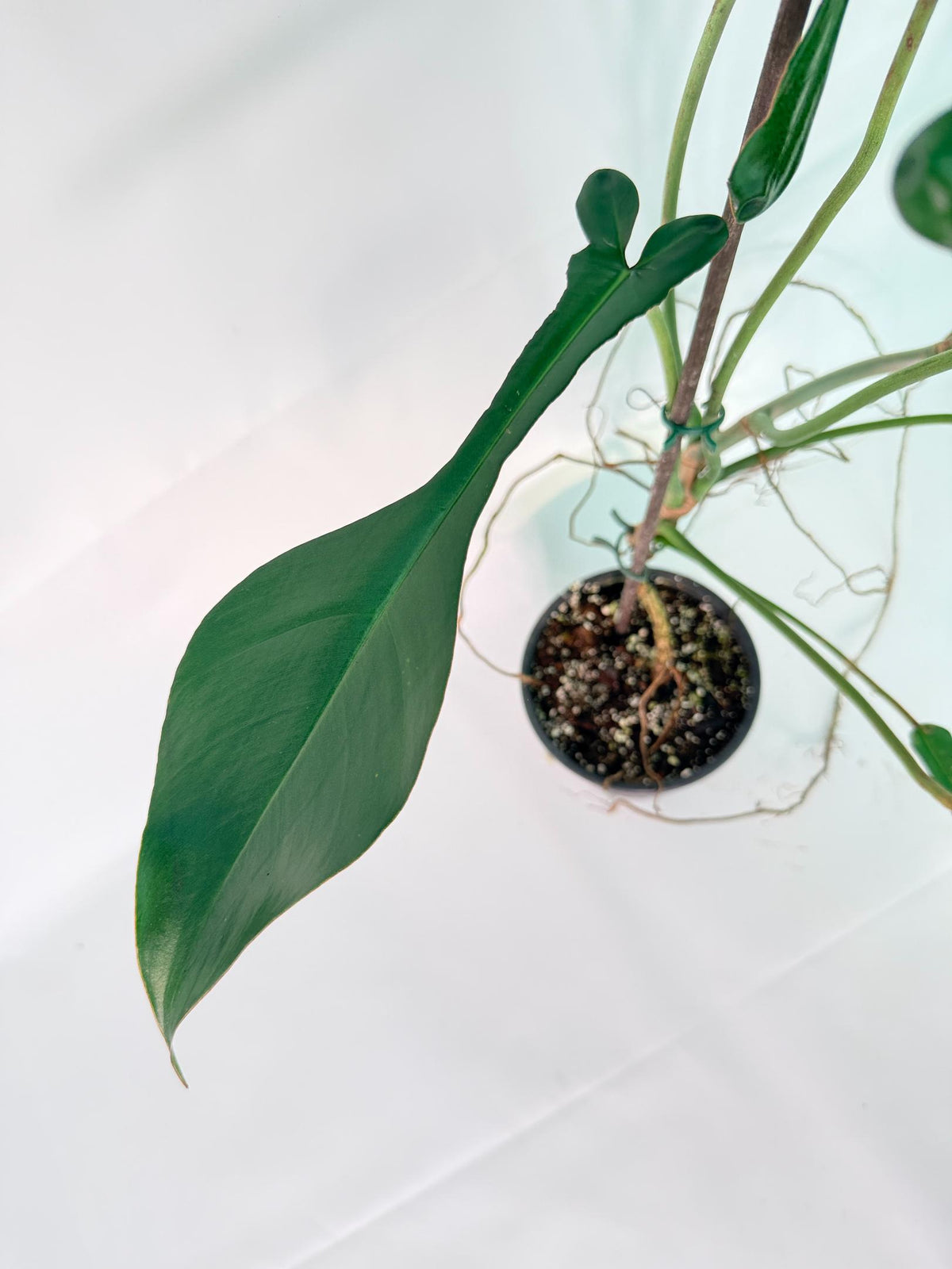 Philodendron Joepii  XL 05