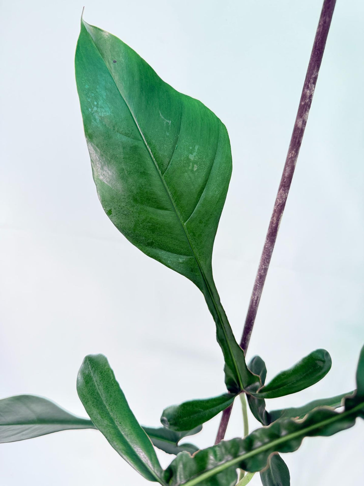Philodendron Joepii  XL 06