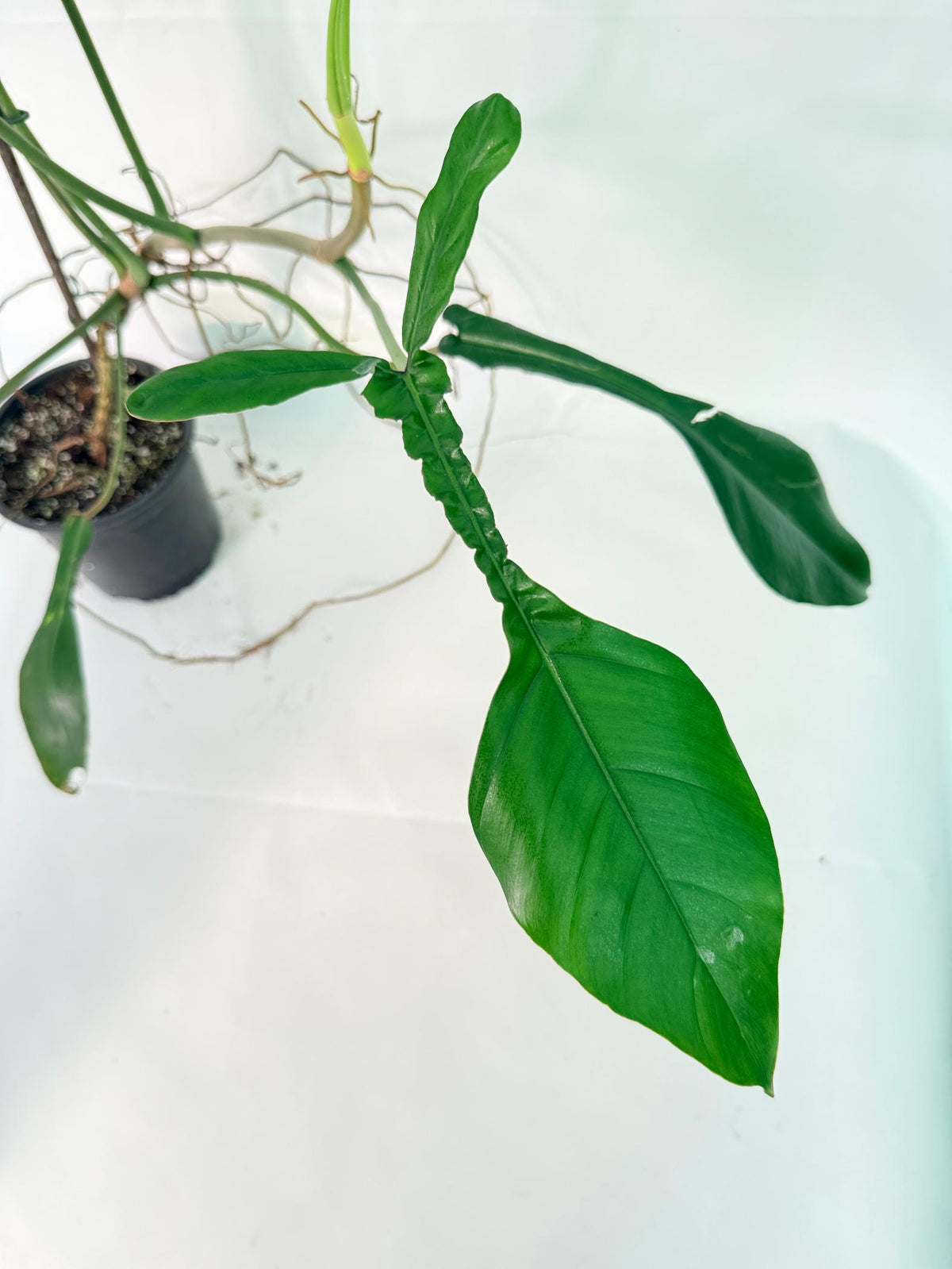 Philodendron Joepii  XL 07
