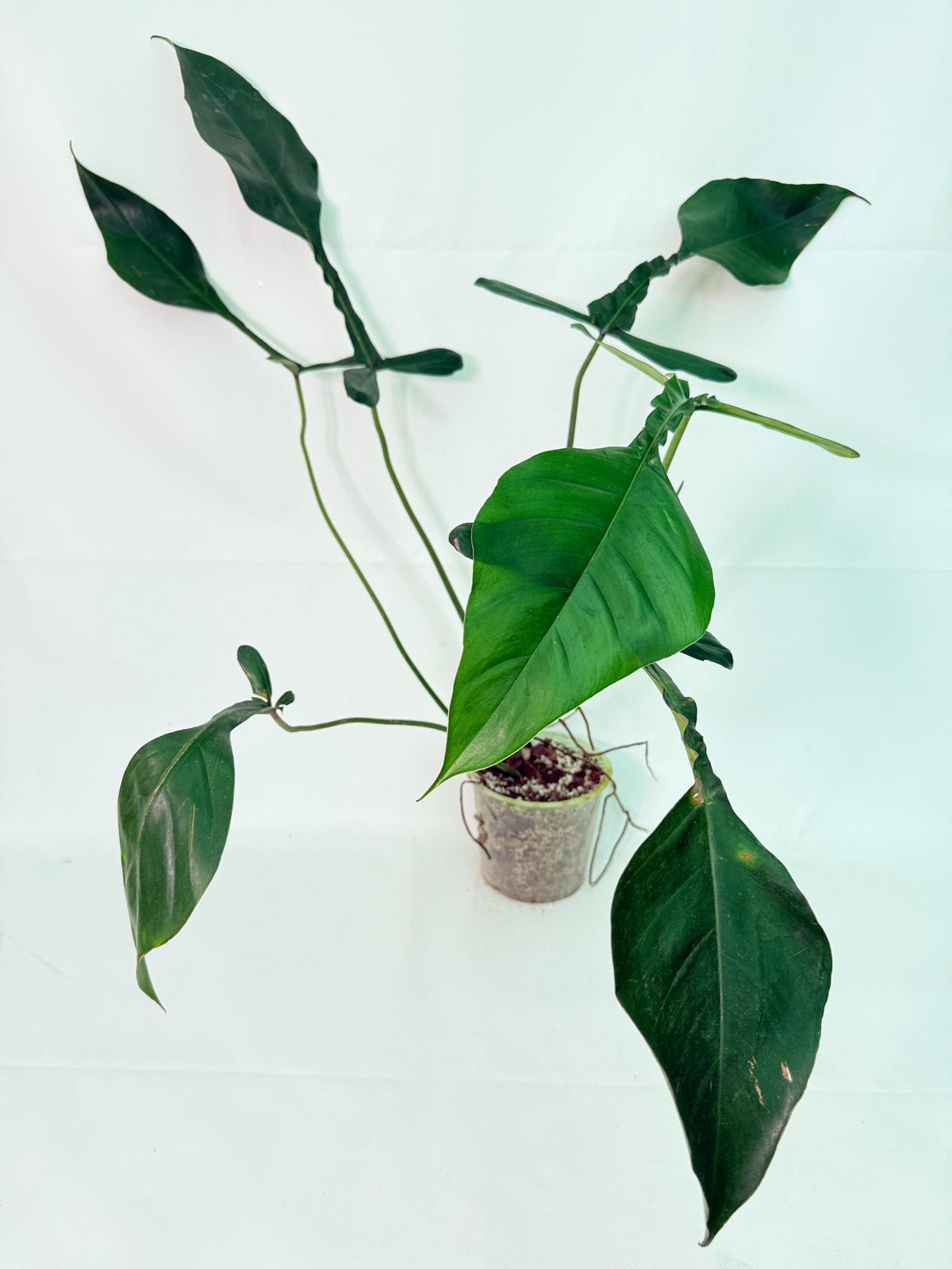 Philodendron Joepii  XL 8