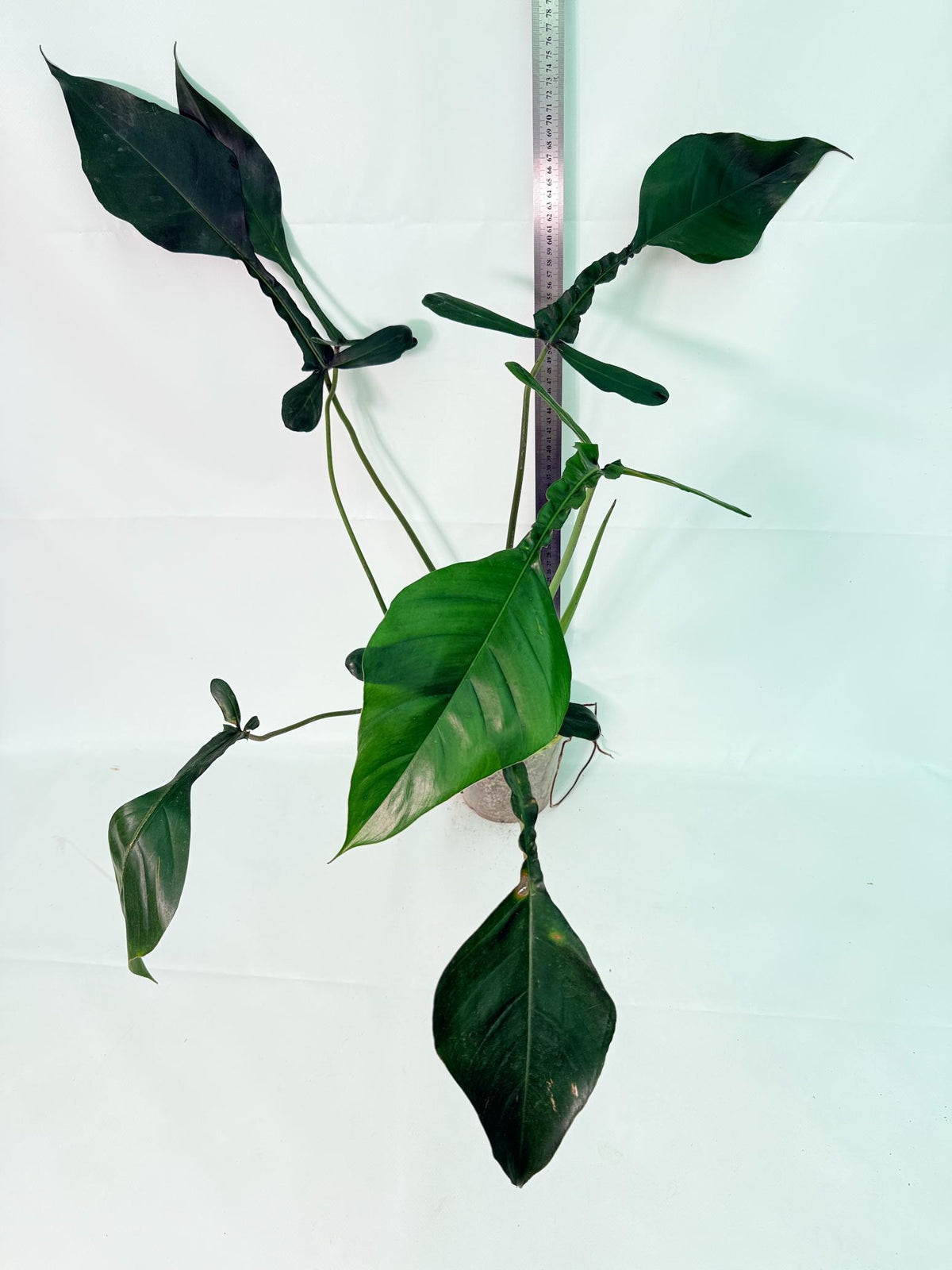 Philodendron Joepii  XL 09