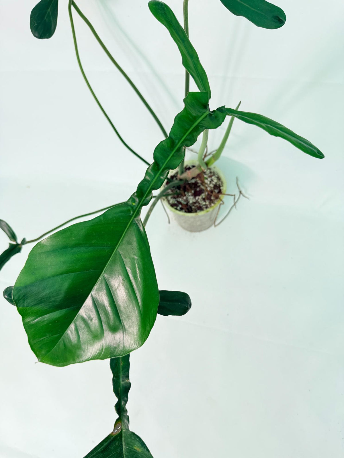 Philodendron Joepii  XL 02