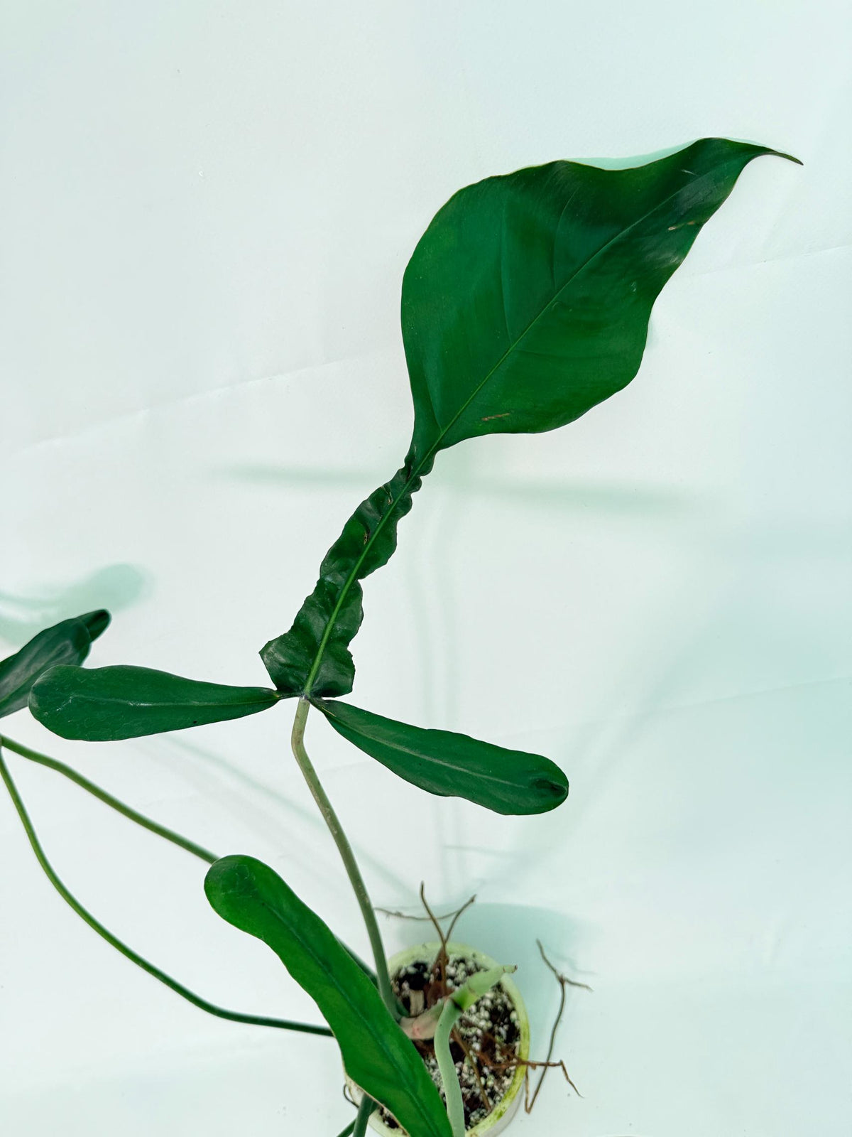 Philodendron Joepii  XL 3