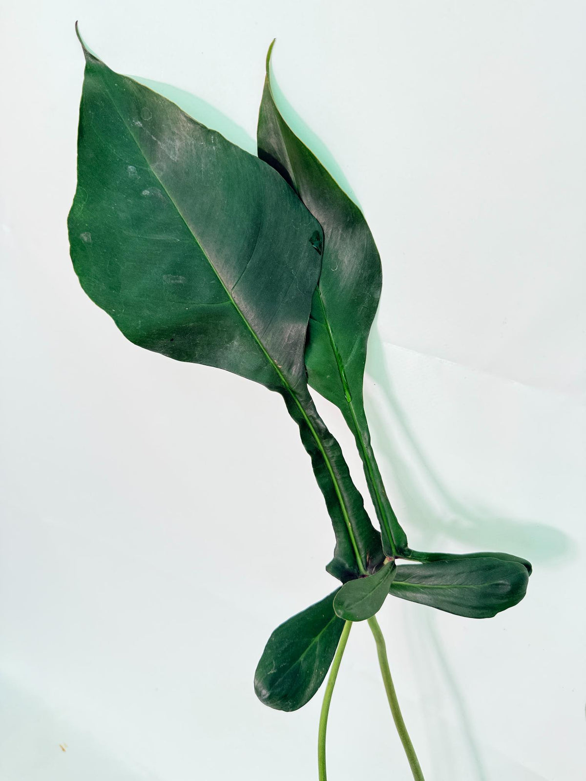 Philodendron Joepii  XL 04