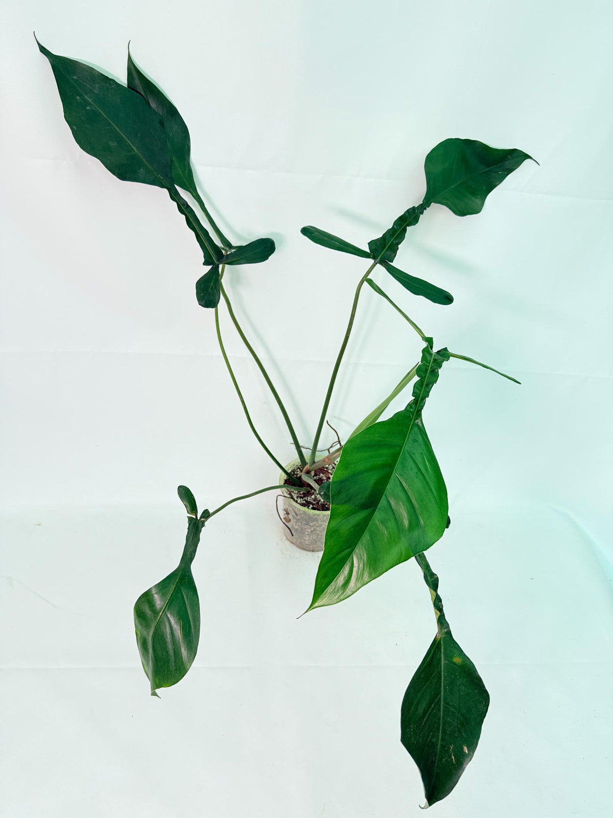 Philodendron Joepii  XL 5