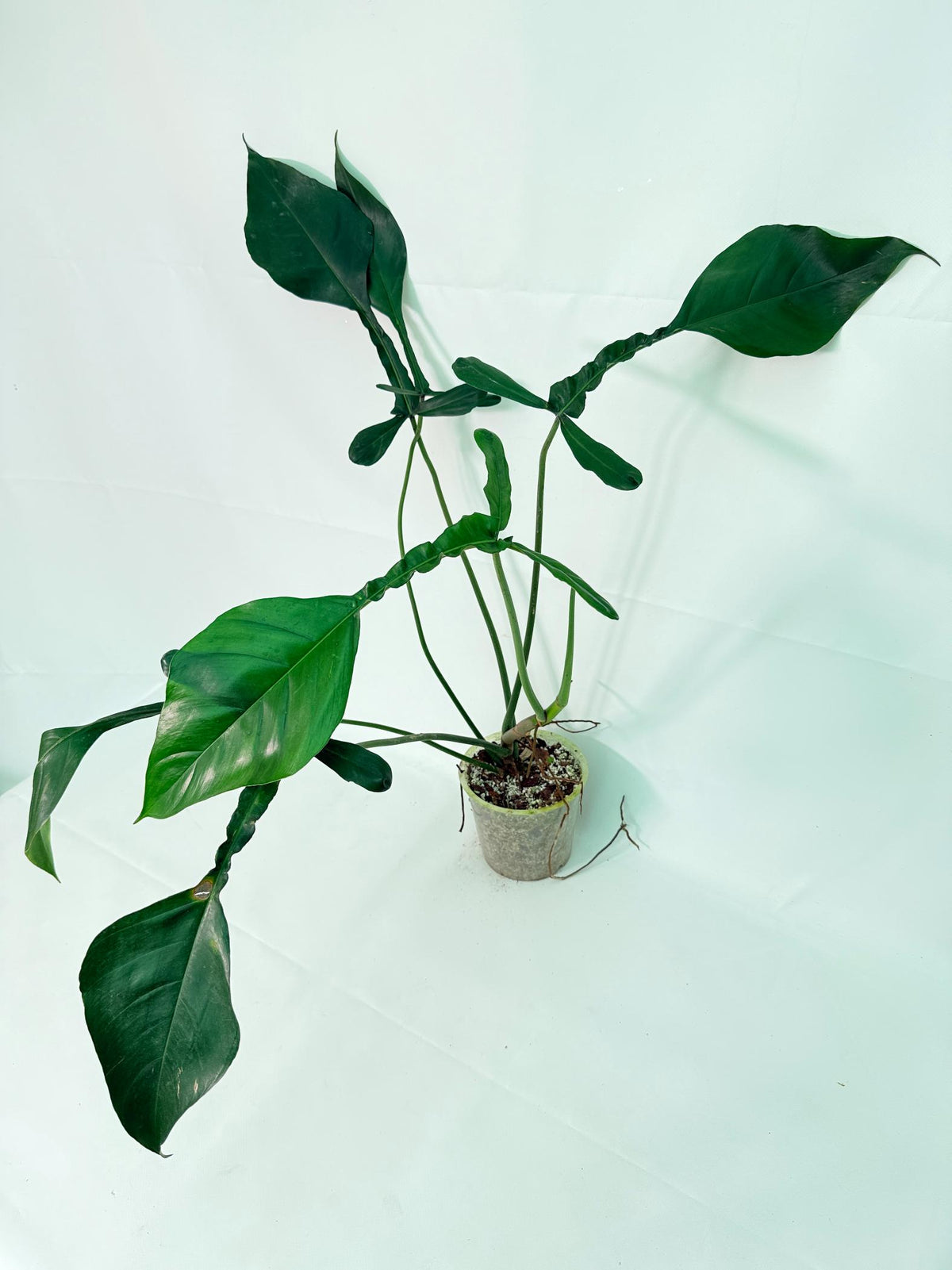 Philodendron Joepii  XL 01