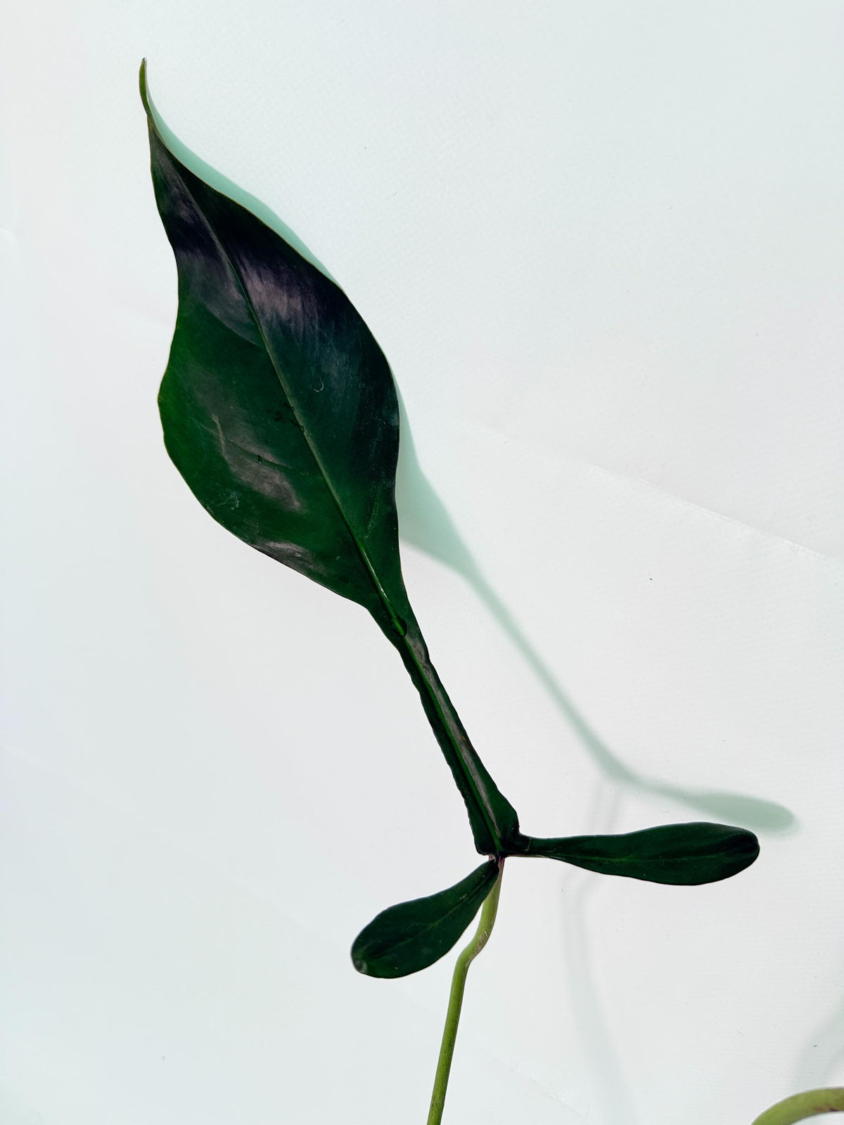 Philodendron Joepii  XL 06