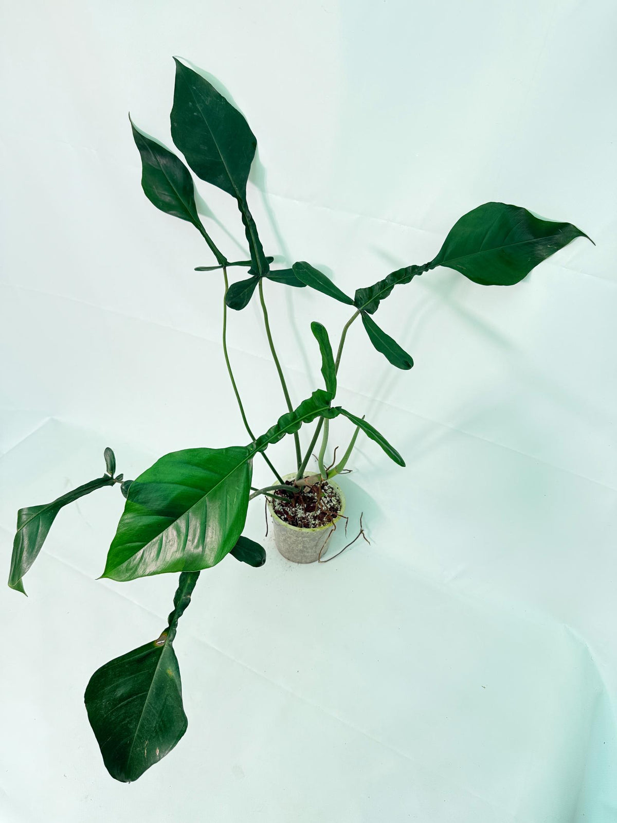 Philodendron Joepii  XL 07