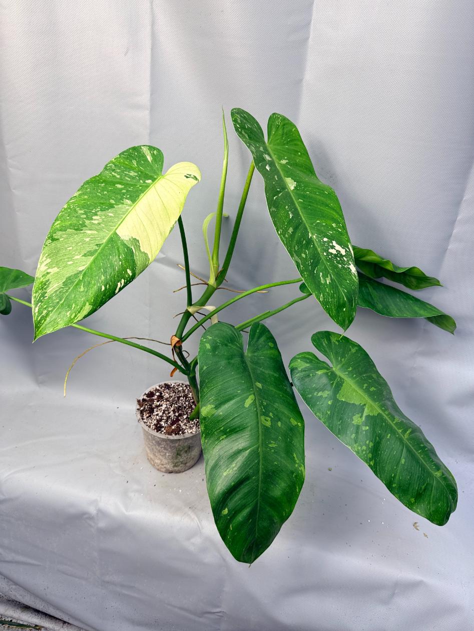 Philodendron Jose Buono variegata XL 11