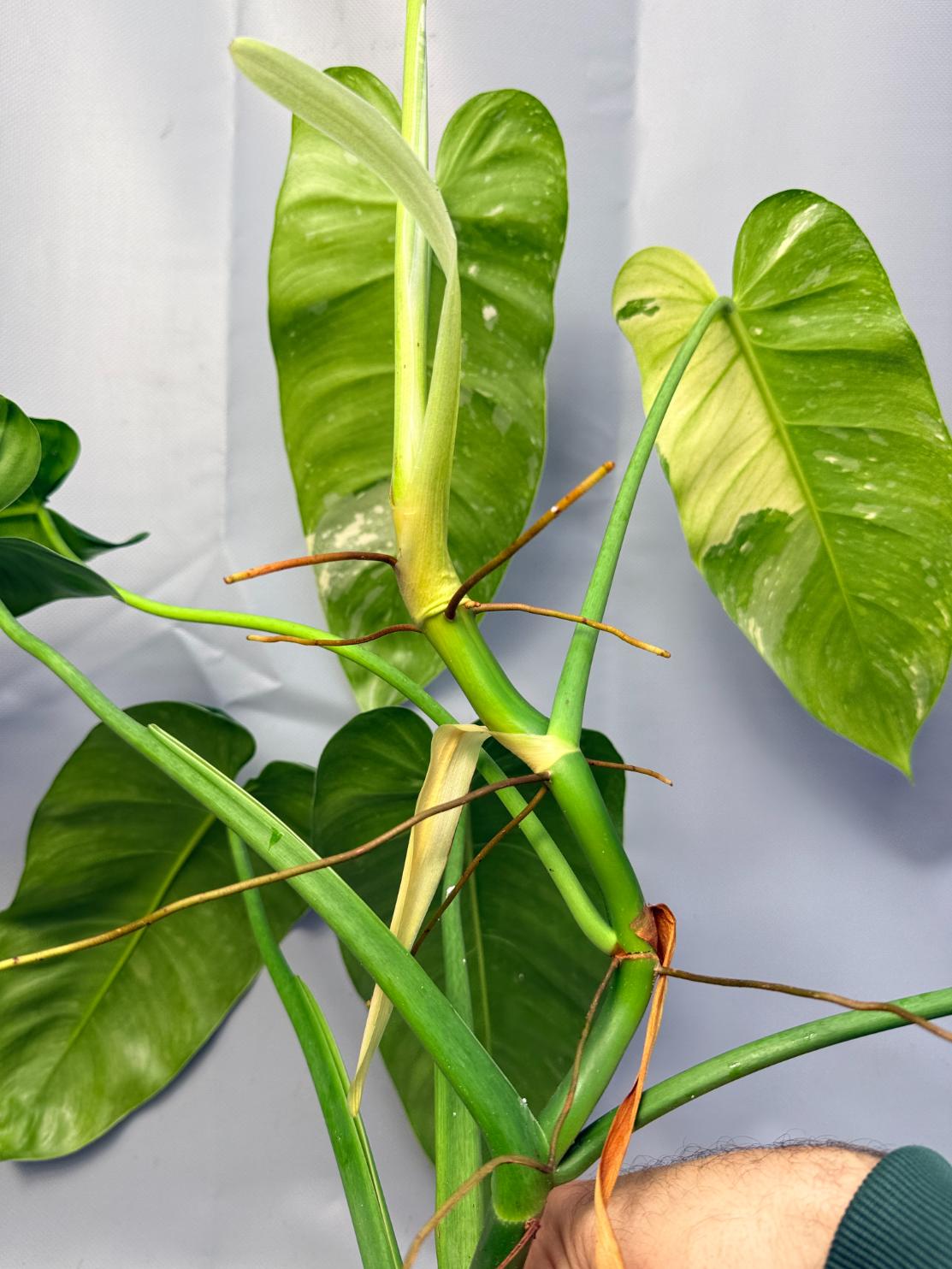 Philodendron Jose Buono variegata XL 10