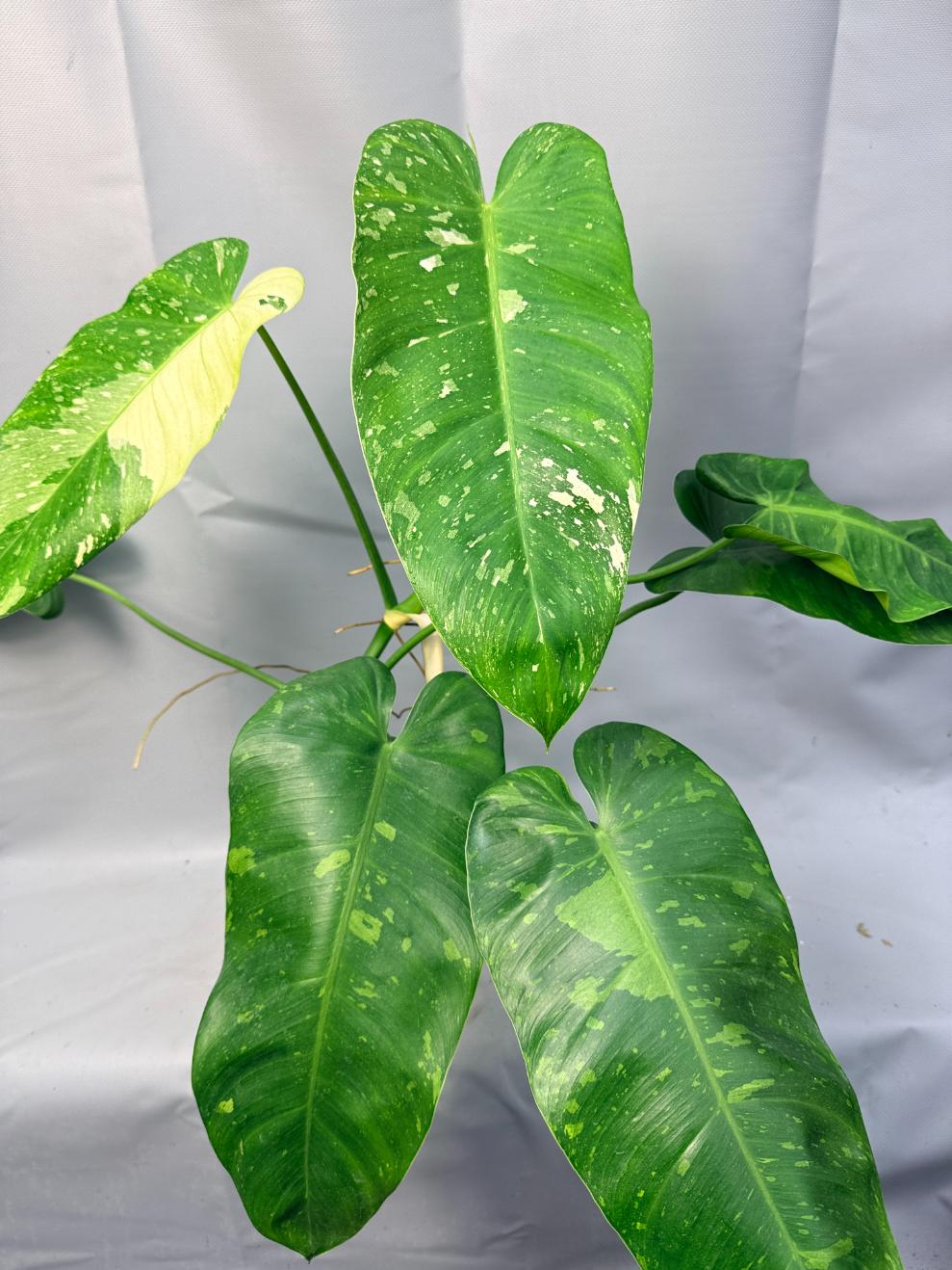 Philodendron Jose Buono variegata XL 1