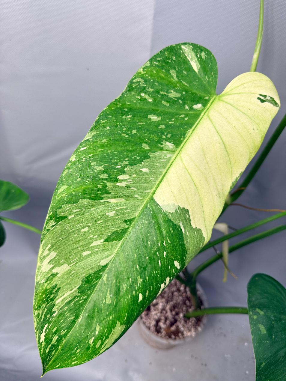 Philodendron Jose Buono variegata XL 2