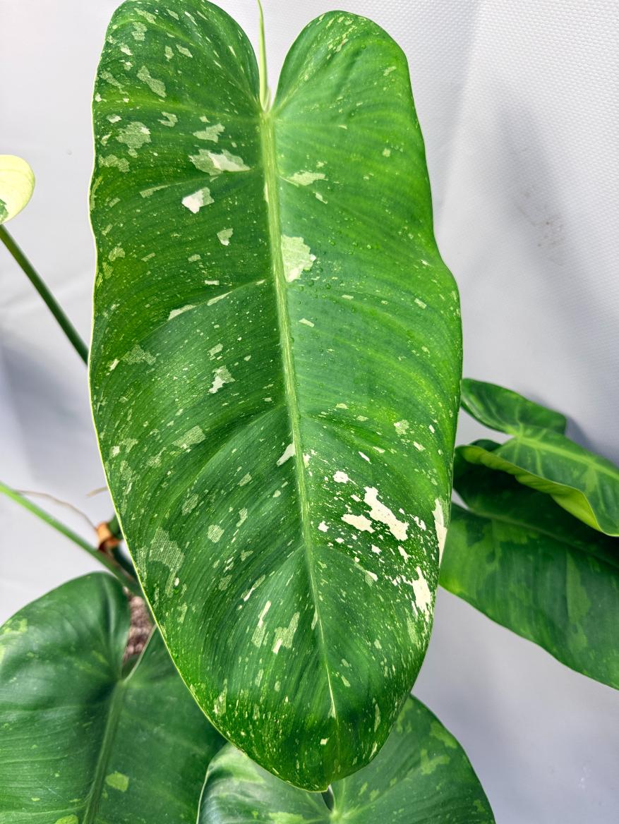 Philodendron Jose Buono variegata XL 4