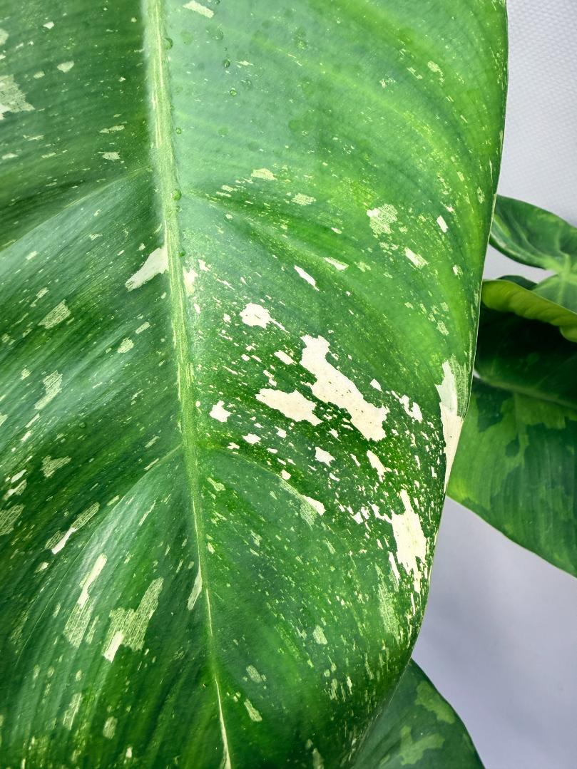 Philodendron Jose Buono variegata XL 3
