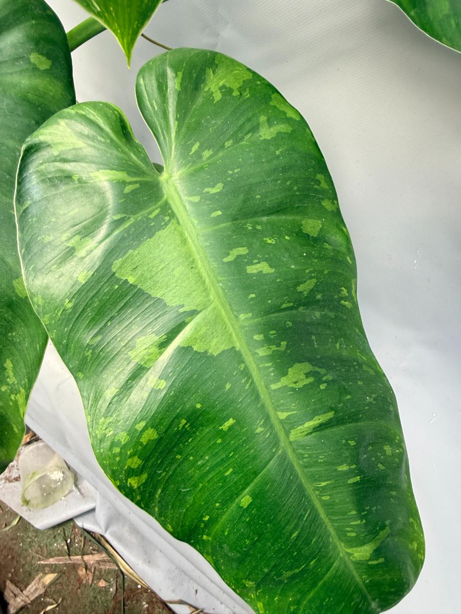 Philodendron Jose Buono variegata XL 5