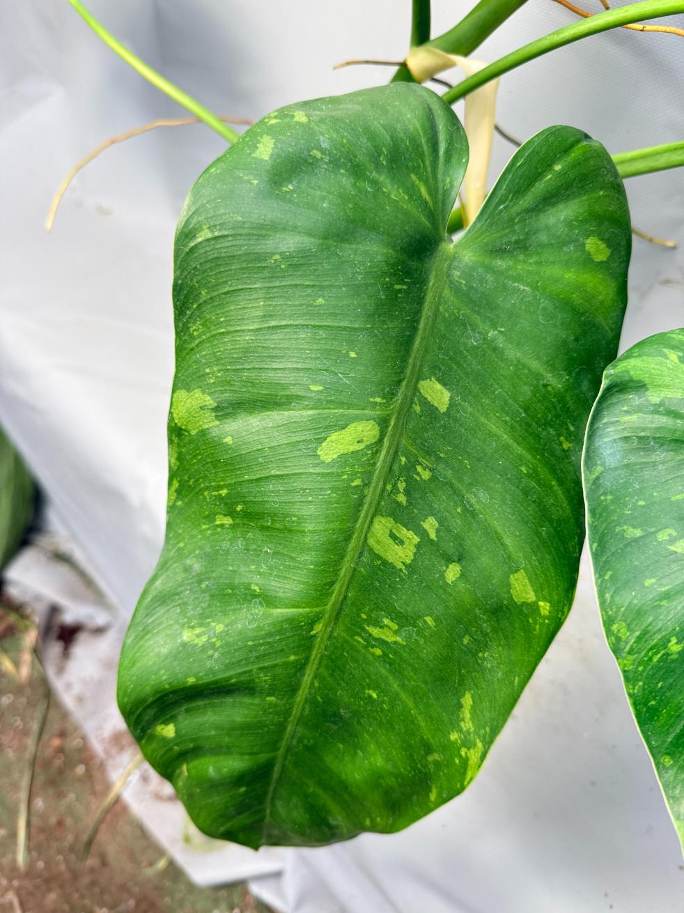 Philodendron Jose Buono variegata XL 6