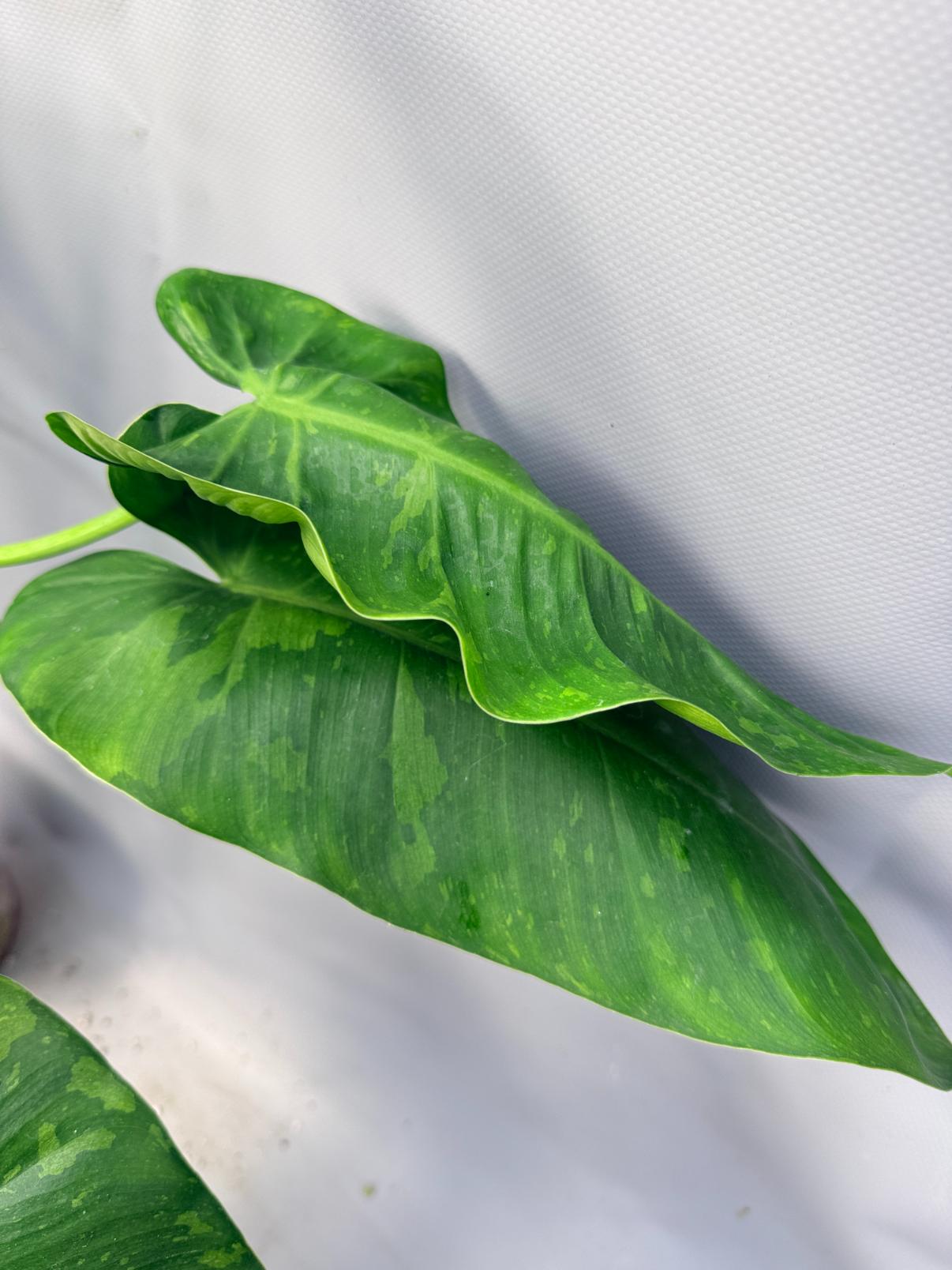 Philodendron Jose Buono variegata XL 7