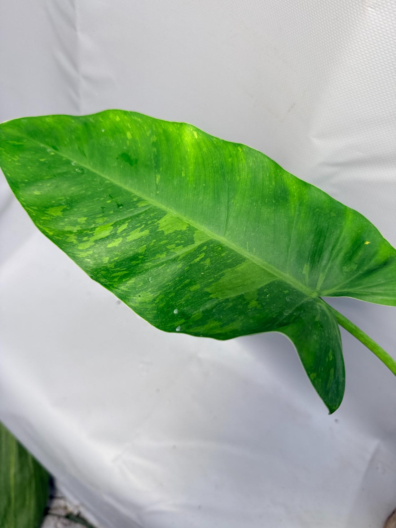 Philodendron Jose Buono variegata XL 8