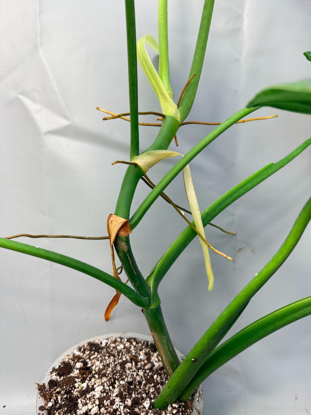 Philodendron Jose Buono variegata XL 9